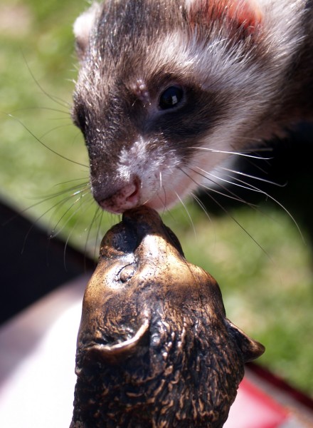 Curious / Nyfiken (144 KB)- back